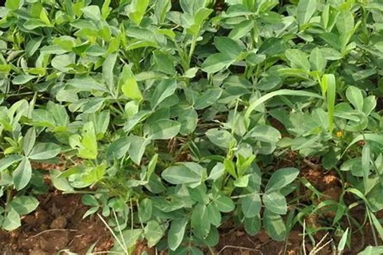 单一元素水溶肥料糖醇钙