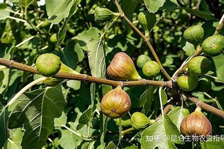 黄芪适合什么地方种植