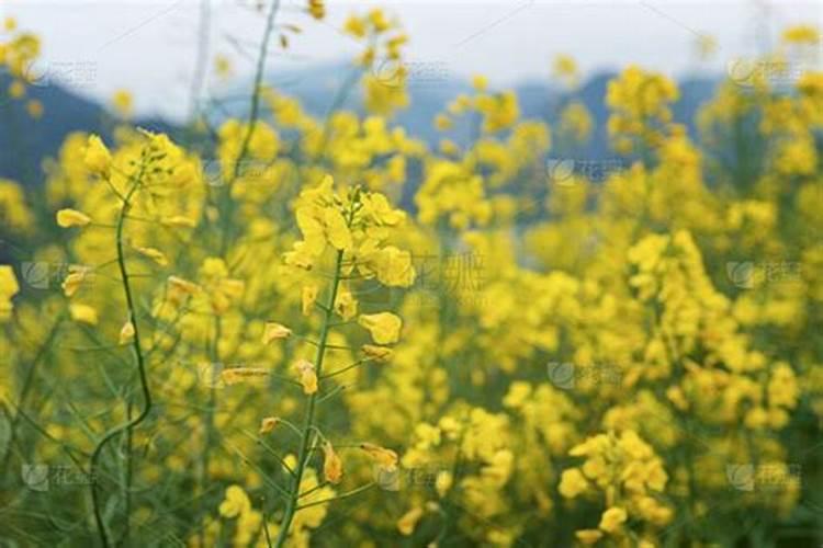 哪种花需要钾肥多点？