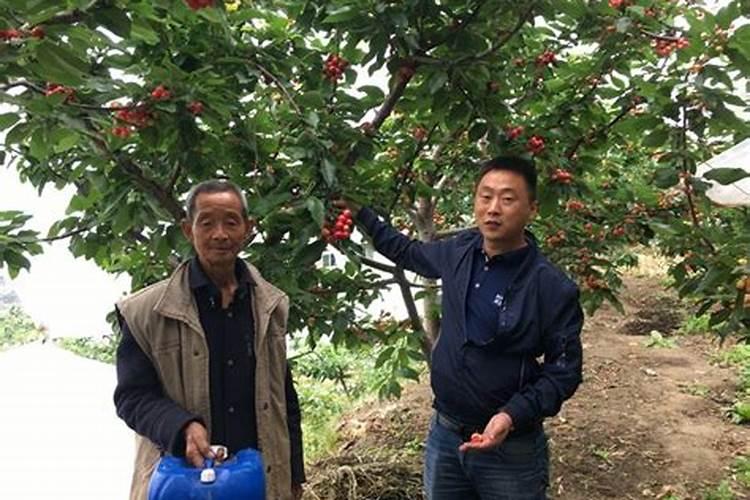 樱桃冲施肥什么时候用
