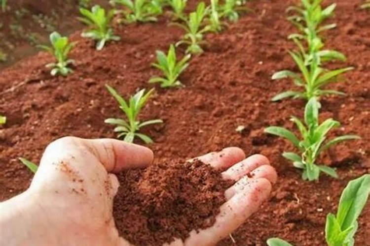 种植辣椒用什么肥料 辣椒全期以氮肥为主