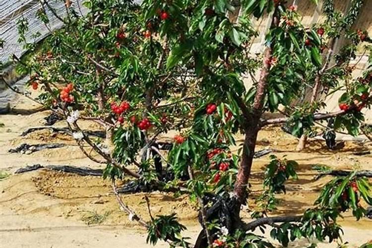 樱桃结果期冲施什么肥料好？樱桃膨果期用哪种水溶肥效果好？