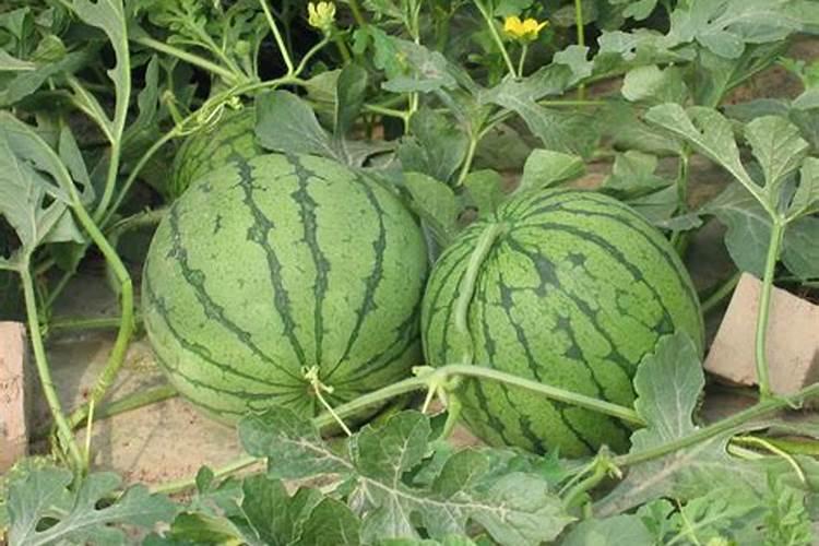 大豆施肥最佳方法