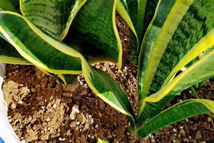 金边虎皮兰怎么施复合肥 夏天可以施肥吗