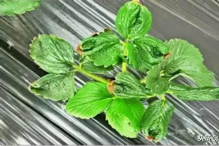 硫酸镁和氯化钾加在一起有什么目的