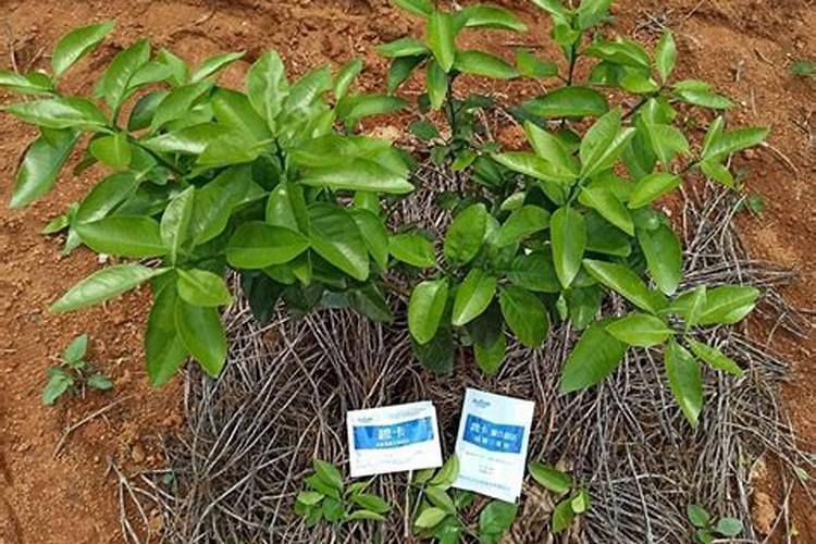 钾盐矿详细资料大全