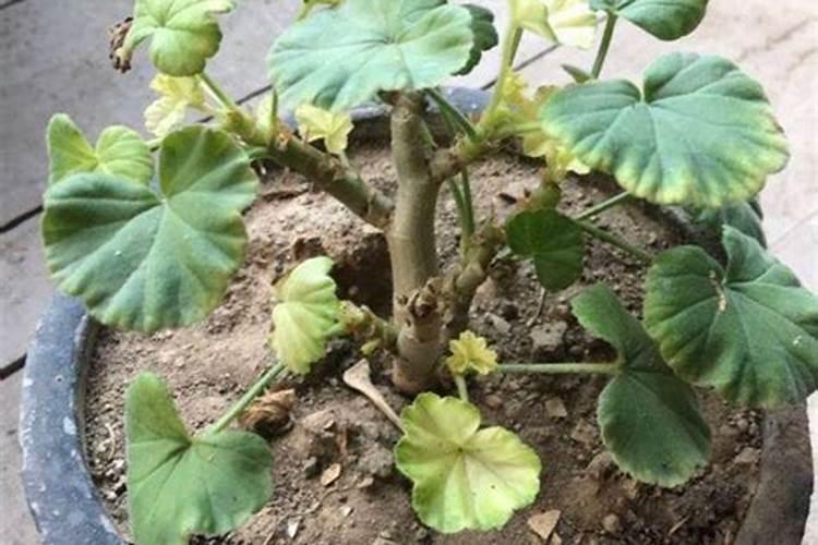 水溶肥桃树使用方法