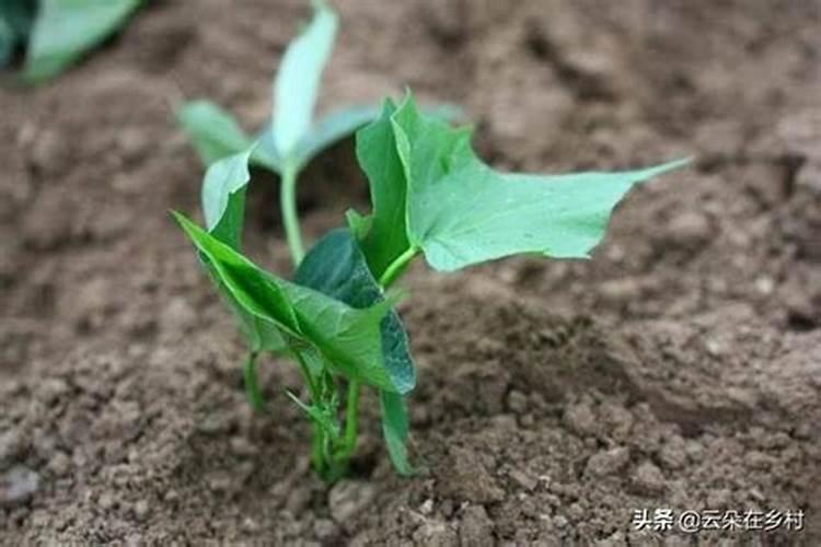 栽红薯用什么肥料更高产