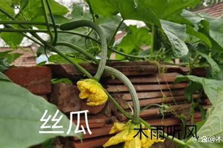 鲸鱼的粪便也叫什么