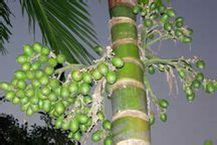 西兰花追肥用什么肥料好