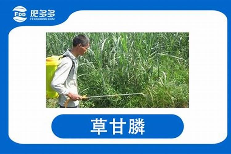 柑橘幼苗水溶肥的用量是多少？