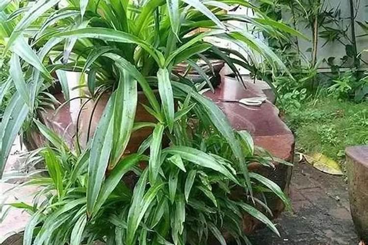 种植葡萄是享有国家补贴