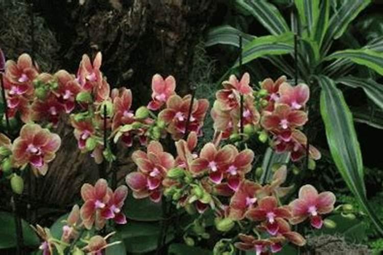 蝴蝶兰花应该怎样施肥？施营养液可以吗？花开过之后什么时候剪掉茎？从...