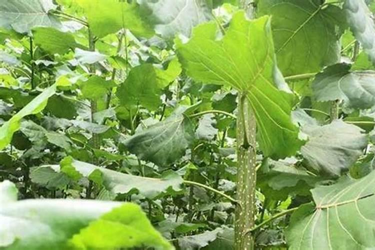 绿豆开花时能喷叶面肥