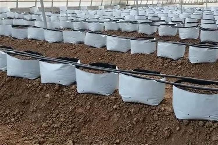 尿素喷叶面肥的用量