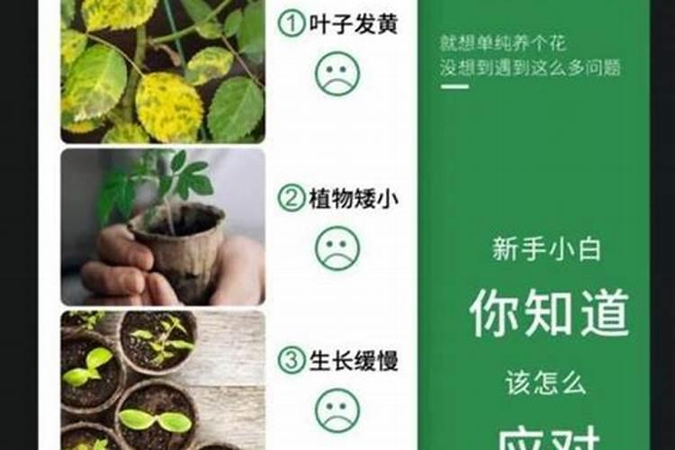 秋天兰花施什么肥料最佳