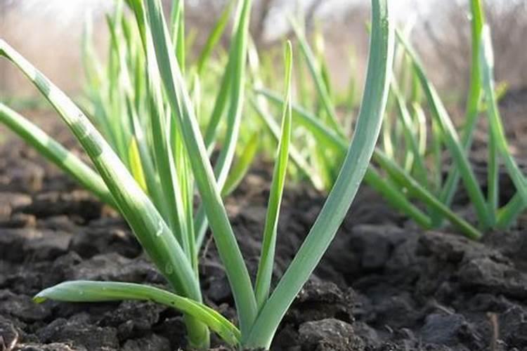 叶面肥钙和硼能混合使用吗