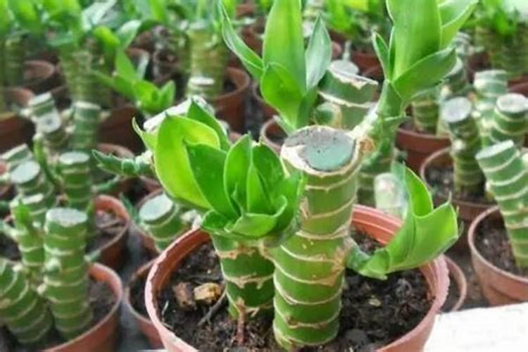 硫酸亚铁兰花能用吗