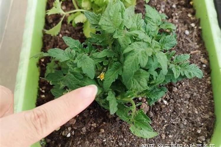 种植西红柿应该怎样施肥