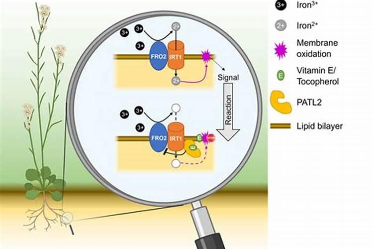 木炭灰可以当肥料吗？