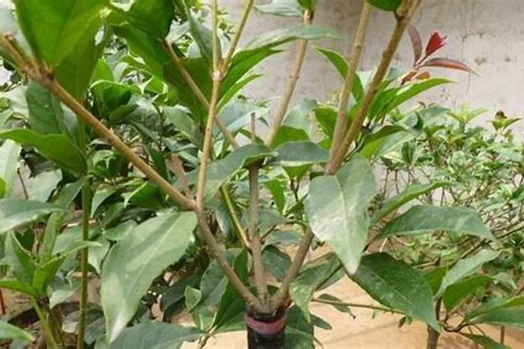 如何做桂花树肥料