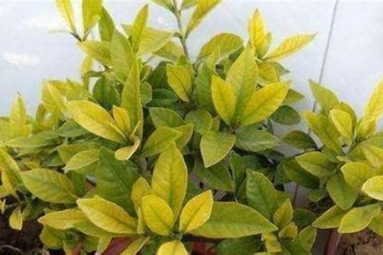 黄杨的生长需要什么肥料