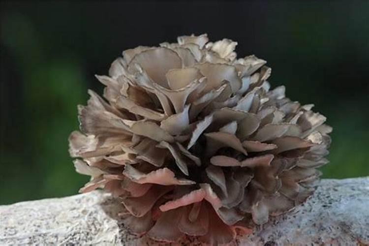 南瓜苗可以喷磷酸二氢钾吗