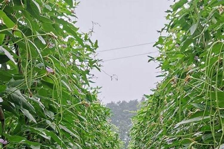 盆景叶子发黄施什么肥料