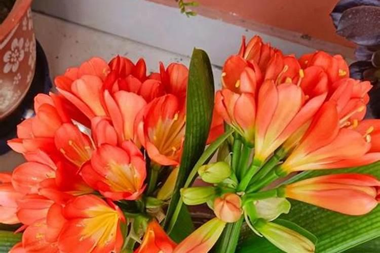 石家庄茶叶批发到哪里