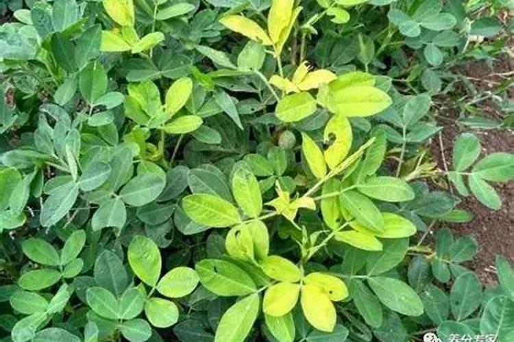 大蒜中后期水肥管理