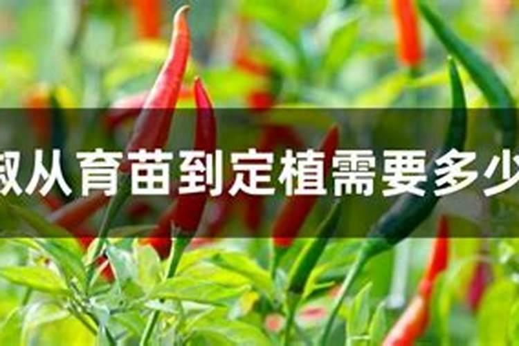 辣椒需肥规律及施肥技术 叶面肥多久喷一次