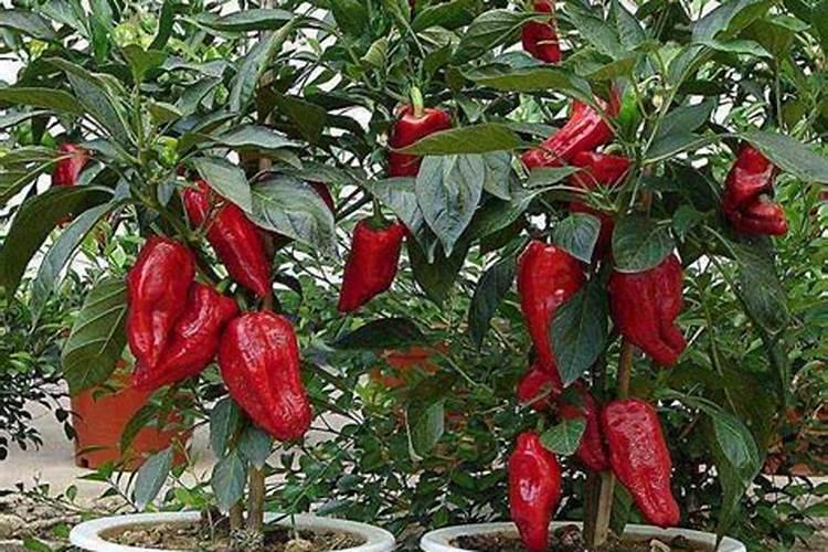 日照市石膏板生产厂家