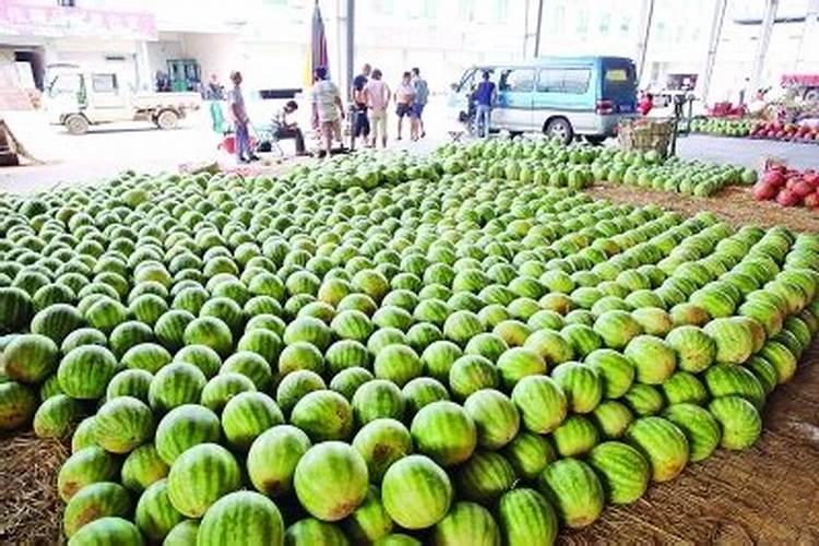 江苏蒲公英种植基地在哪里