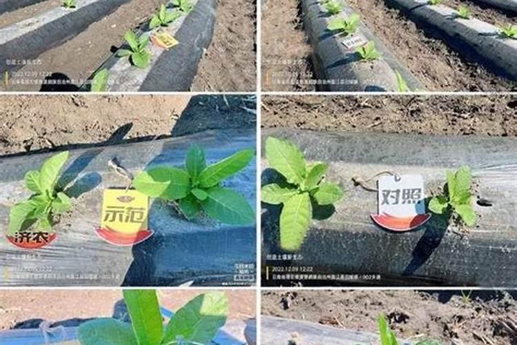 黄烟的主要技术: