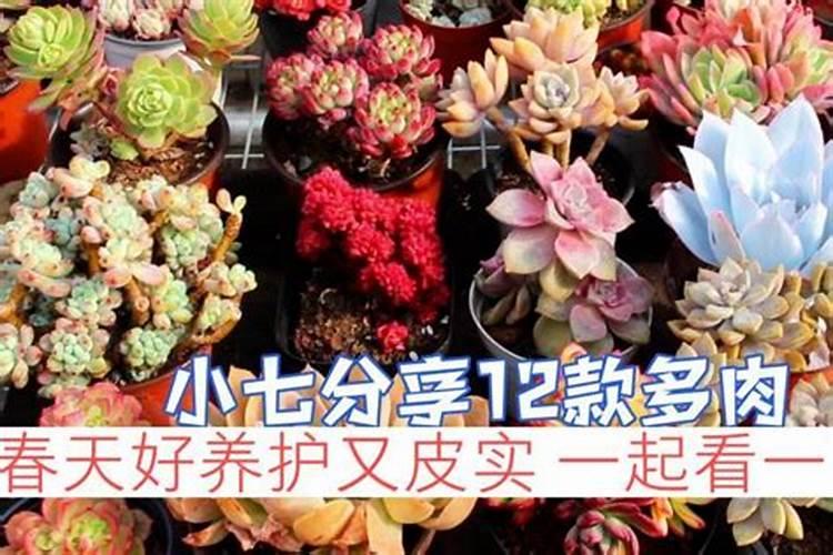 土豆最后一次施肥什么时候 如何追肥才能高产