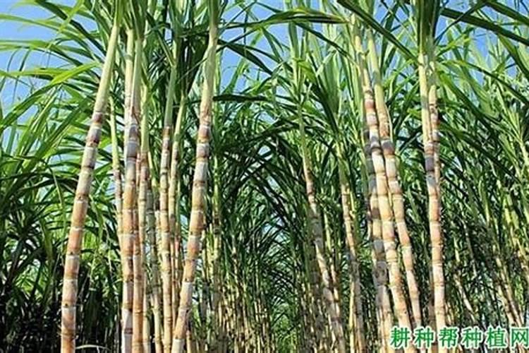第一年移栽种的大雅柑该怎么施秋肥？