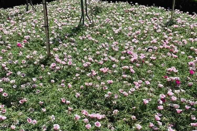 太阳花用什么肥料最好