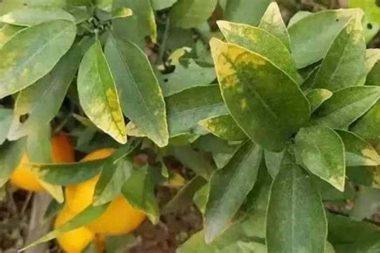 玉米最后一次液面肥打什么好