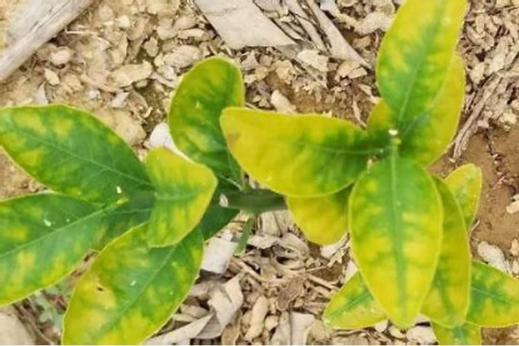 【硫基肥】西洋硫酸钾复合肥不烧根、不烧苗？