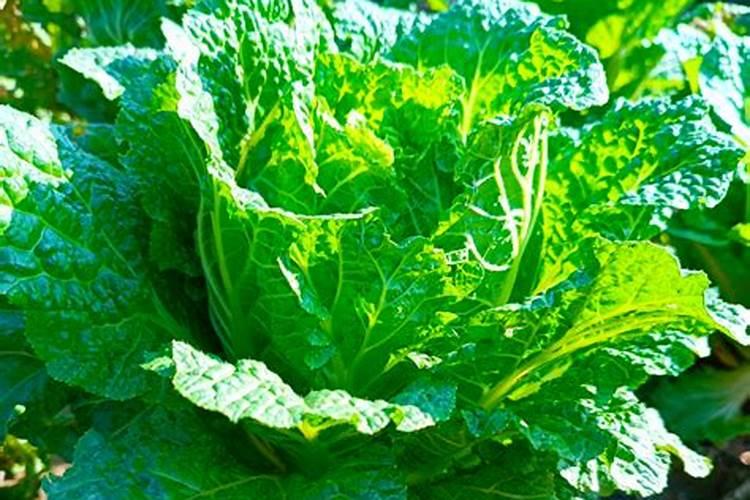 硫酸镁可以做肥料吗？