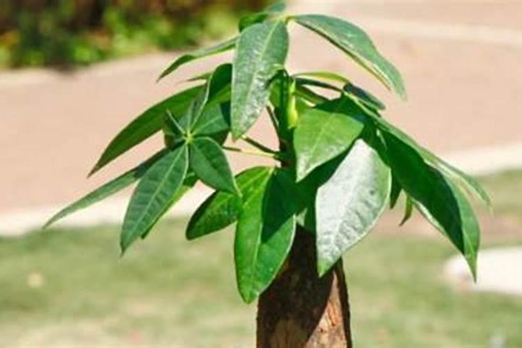 发财树怎么养护用什么肥生根 发财树如何养护用什么肥生根