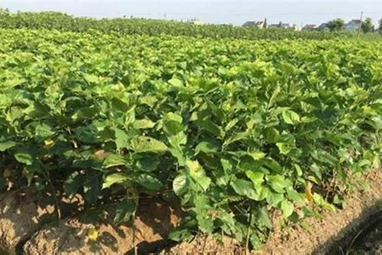 氮肥、磷肥 和钾肥分别有什么作用？