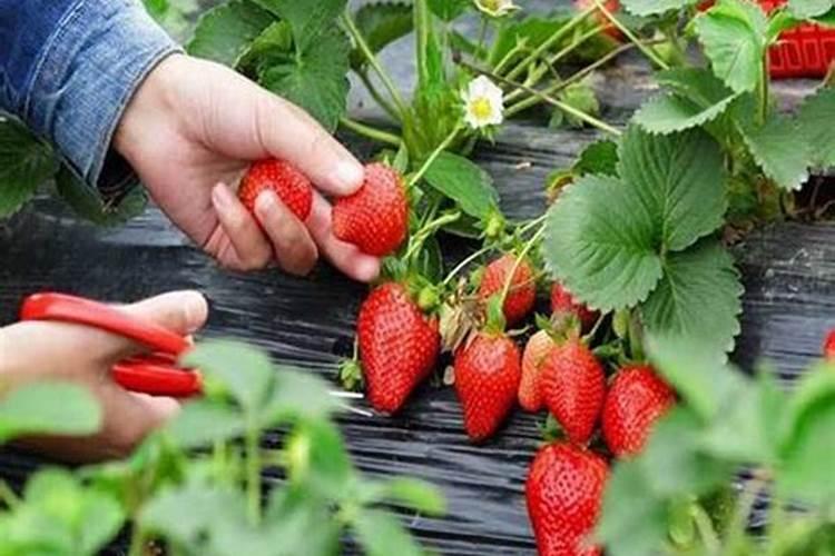 蓝莓,不爱发新枝,菌肥,生根用了,怎么回事？(如图)