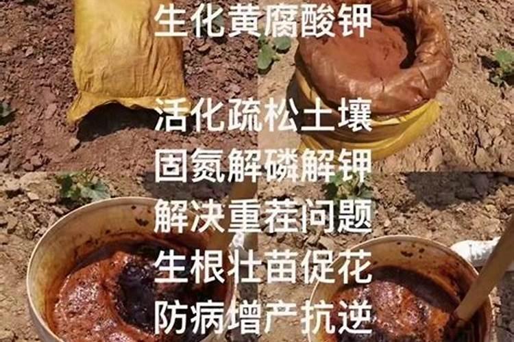 请问蓝莓用什么肥料最好