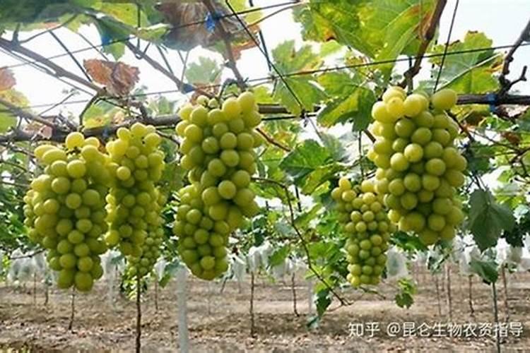 辣椒苗被霜冻了,用水浇行吗