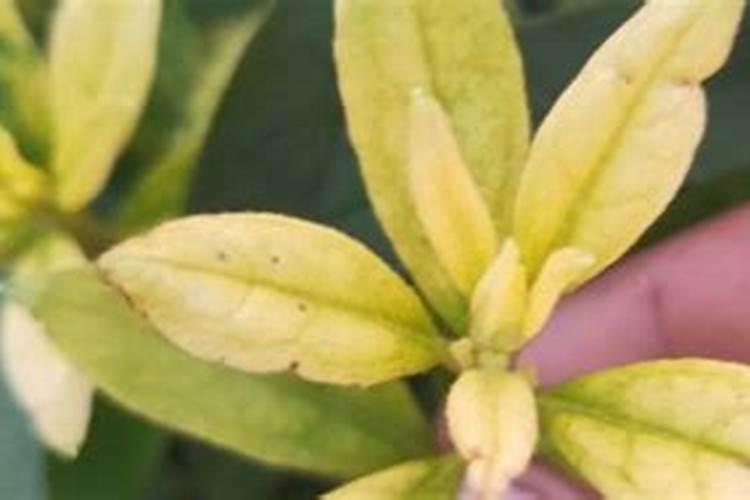 杜鹃花冬季怎么施肥