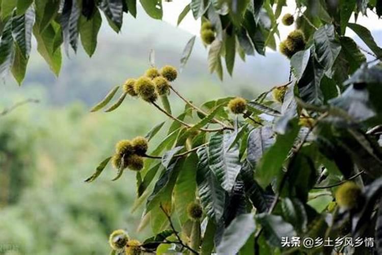 板栗树用什么肥料最好？