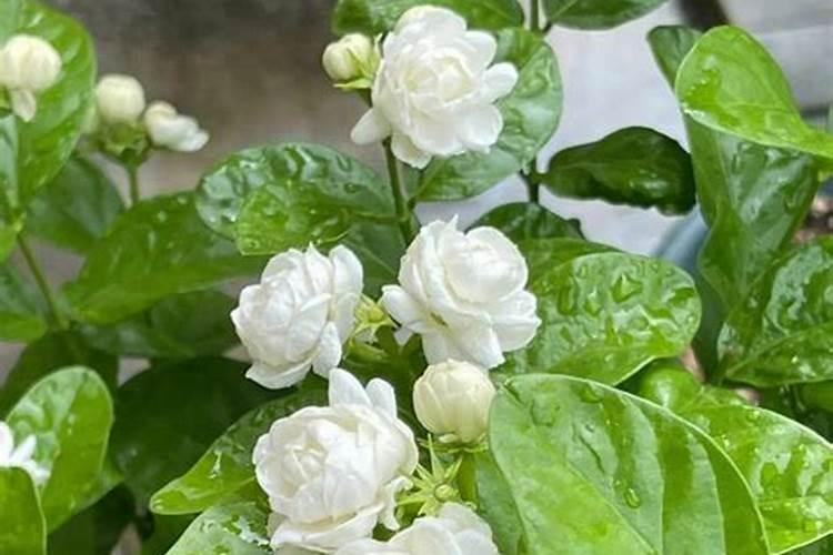 西瓜膨果用什么肥料好？