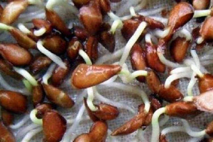 催花用什么肥料好