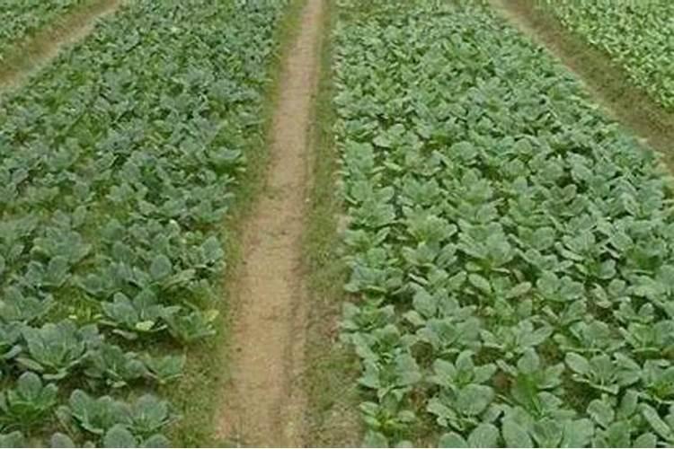 鉴别磷肥和钾肥的简易方法